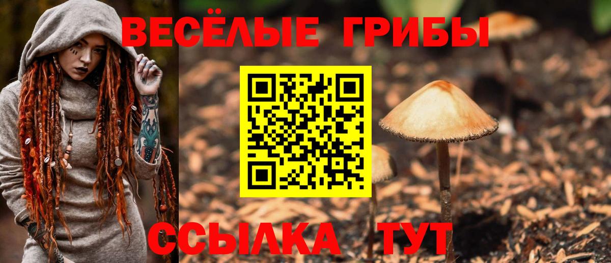 Чернушка  Галлюциногенные грибы Psilocybine cubensis  Вход с VPN 